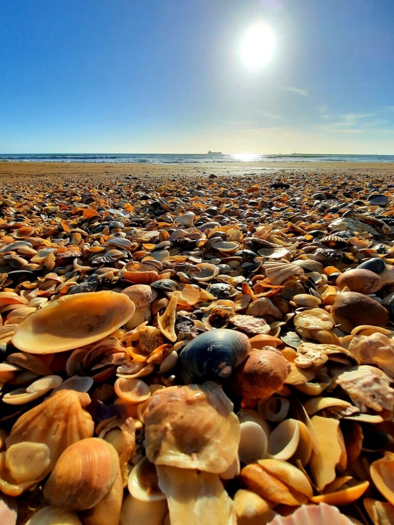 Ein Strand mit vielen Muscheln darauf.